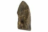 Triceratops Shed Tooth - Montana #93128-1